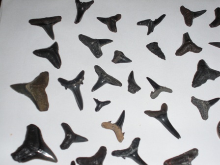 Shark Teeth from Venice Beach Dive 3/21/2009