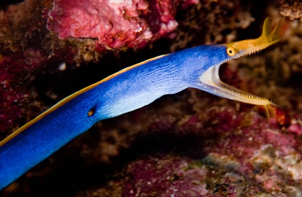 Fiji
