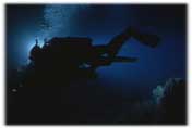 Night Diver